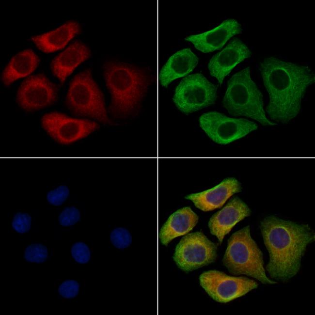 SIGLEC9 Antibody in Immunocytochemistry (ICC/IF)