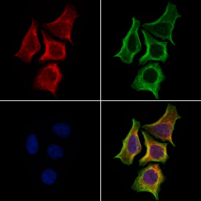 SLC16A8 Antibody in Immunocytochemistry (ICC/IF)