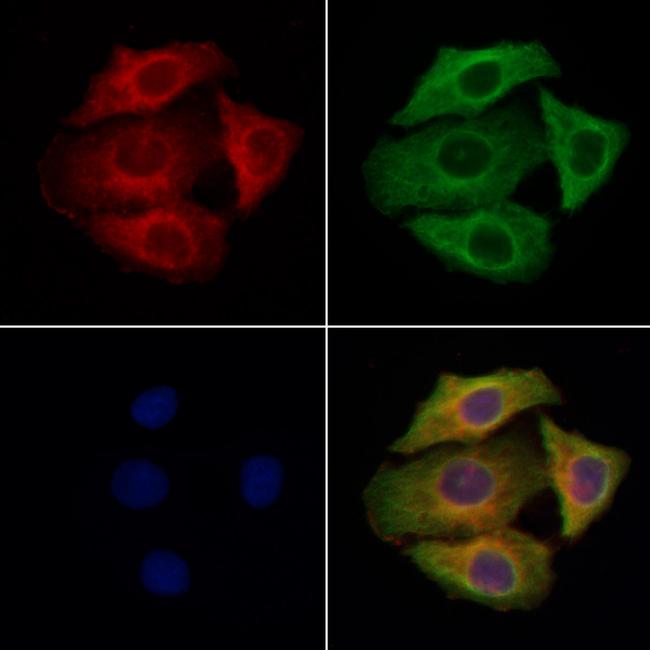 SLC26A4 Antibody in Immunocytochemistry (ICC/IF)