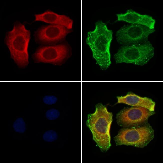 SLC7A5 Antibody in Immunocytochemistry (ICC/IF)