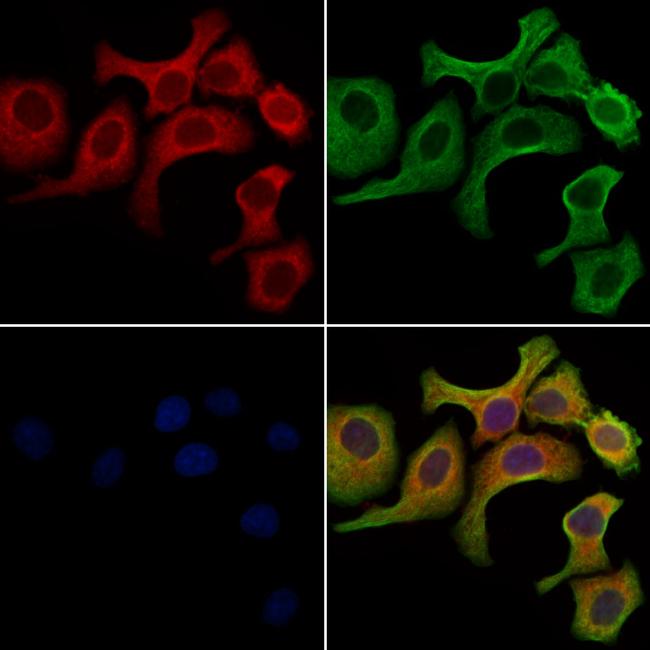 Nhe-1 Antibody in Immunocytochemistry (ICC/IF)