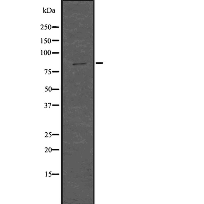 SMURF1 Antibody in Western Blot (WB)