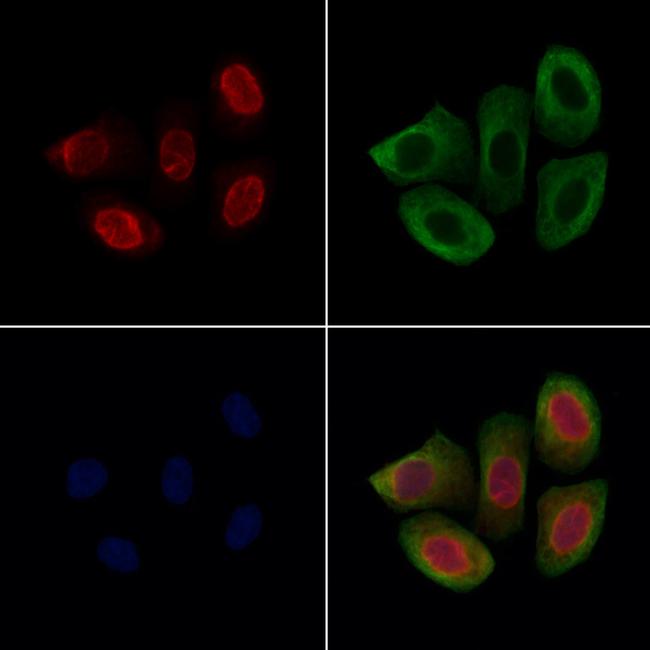 SON Antibody in Immunocytochemistry (ICC/IF)