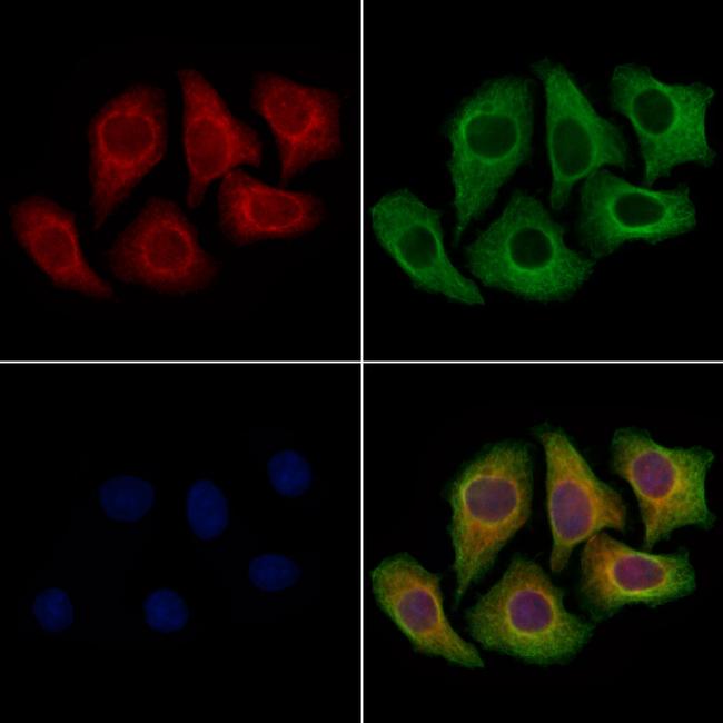 SPRED2 Antibody in Immunocytochemistry (ICC/IF)