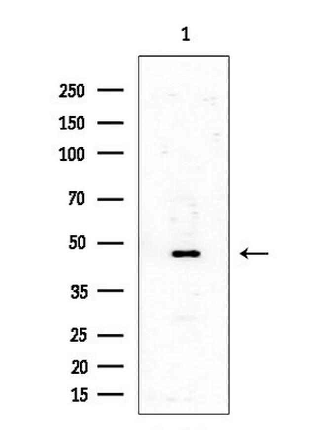 SSB Antibody in Western Blot (WB)