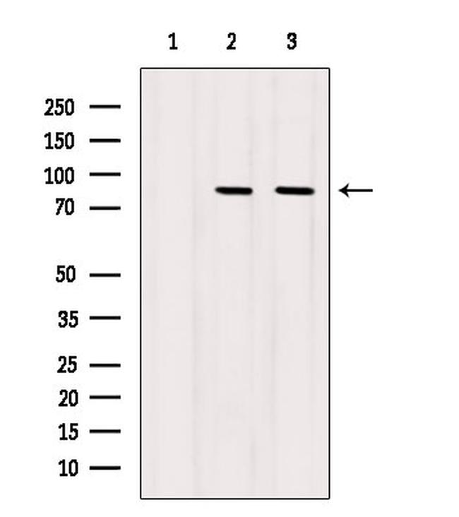 STAT5a Antibody in Western Blot (WB)