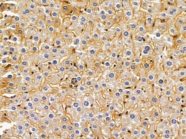 STEAP3 Antibody in Immunohistochemistry (Paraffin) (IHC (P))