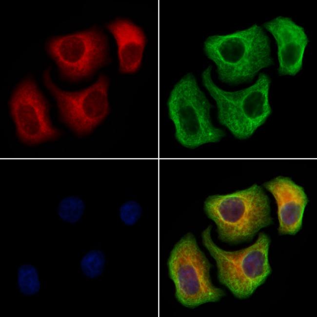 Syntaxin 6 Antibody in Immunocytochemistry (ICC/IF)