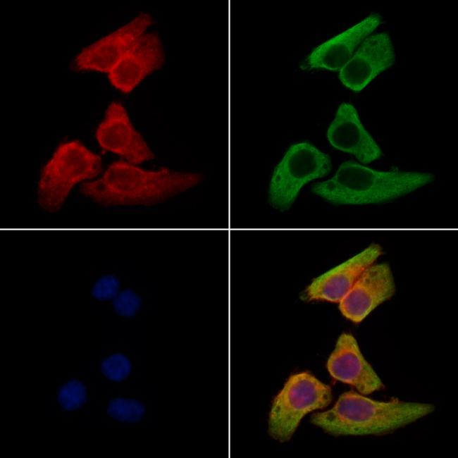 SULF2 Antibody in Immunocytochemistry (ICC/IF)