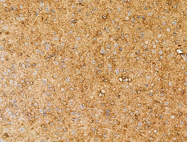 Synaptotagmin 5 Antibody in Immunohistochemistry (Paraffin) (IHC (P))