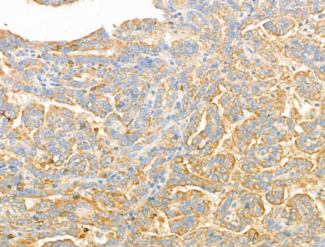 Syntaxin 2 Antibody in Immunohistochemistry (Paraffin) (IHC (P))