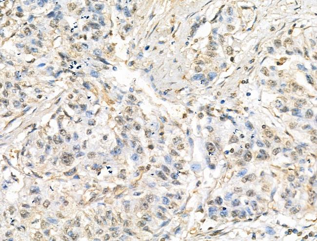 TET3 Antibody in Immunohistochemistry (Paraffin) (IHC (P))