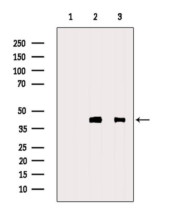 Thrombopoietin Antibody in Western Blot (WB)