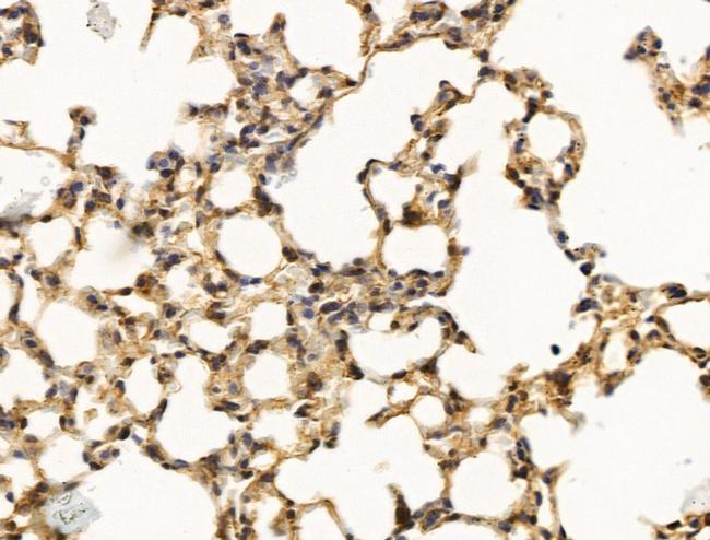 THRAP5 Antibody in Immunohistochemistry (Paraffin) (IHC (P))