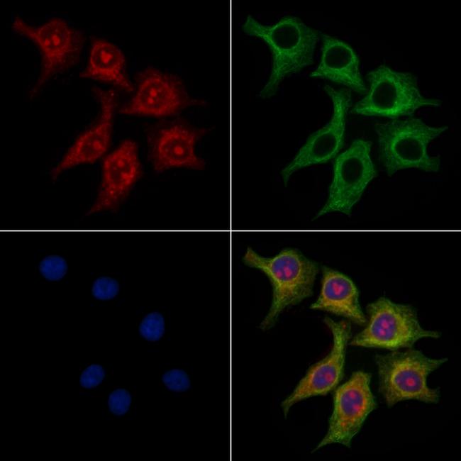 TIM-4 Antibody in Immunocytochemistry (ICC/IF)