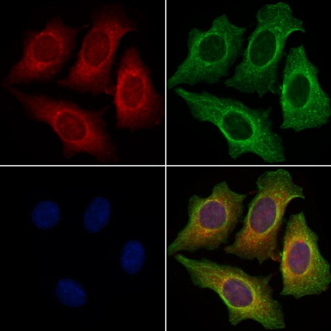 OX40L Antibody in Immunocytochemistry (ICC/IF)