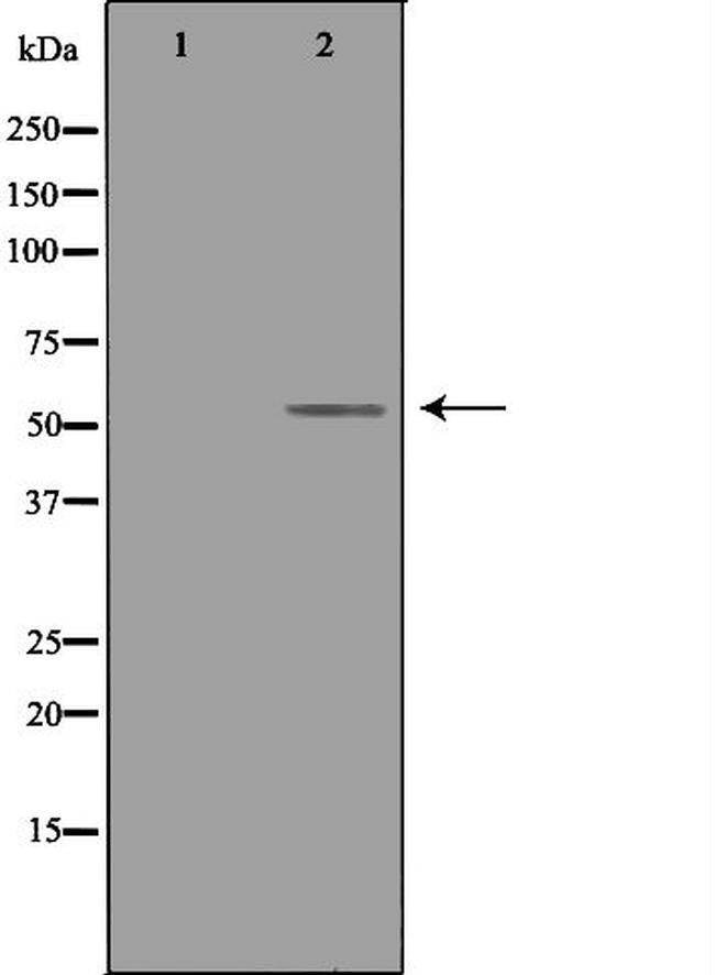 TRAF4 Antibody in Western Blot (WB)