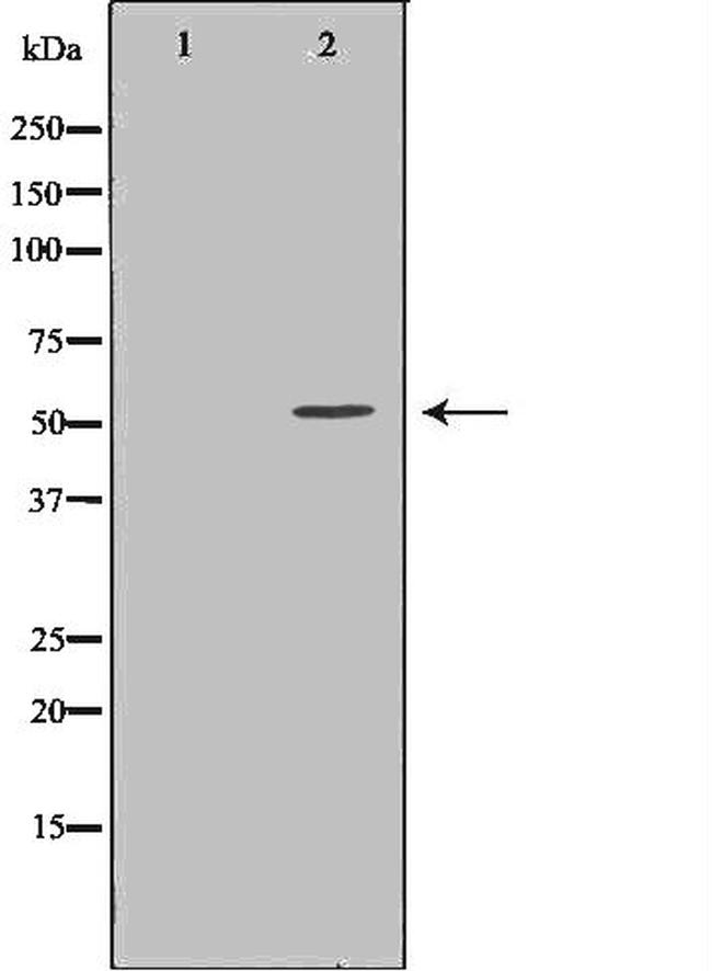 alpha Tubulin Antibody in Western Blot (WB)