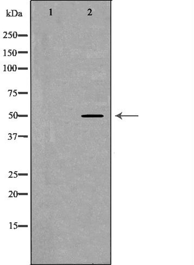 alpha Tubulin Antibody in Western Blot (WB)