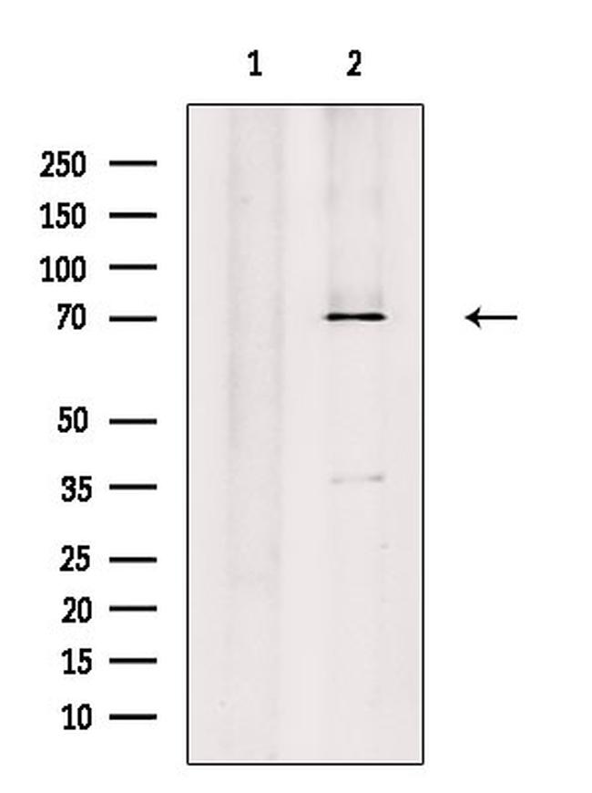 WEE1 Antibody in Western Blot (WB)