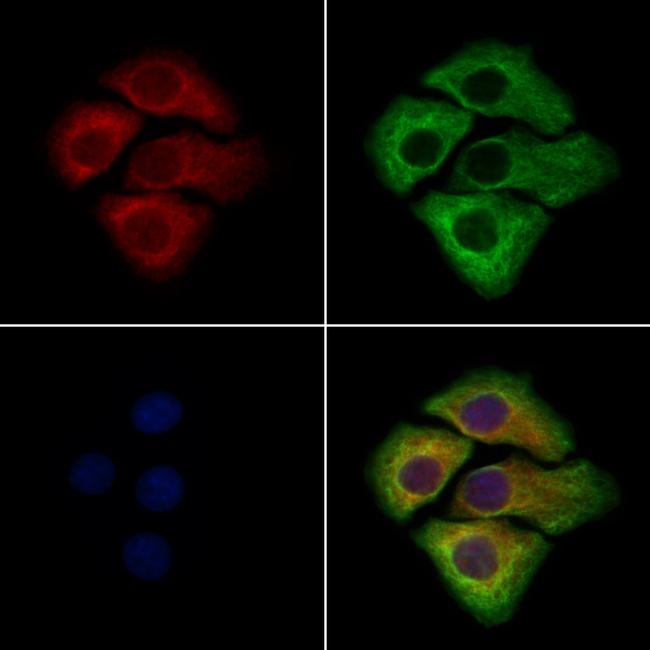 WISP2 Antibody in Immunocytochemistry (ICC/IF)