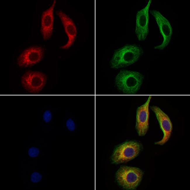 WNT3 Antibody in Immunocytochemistry (ICC/IF)