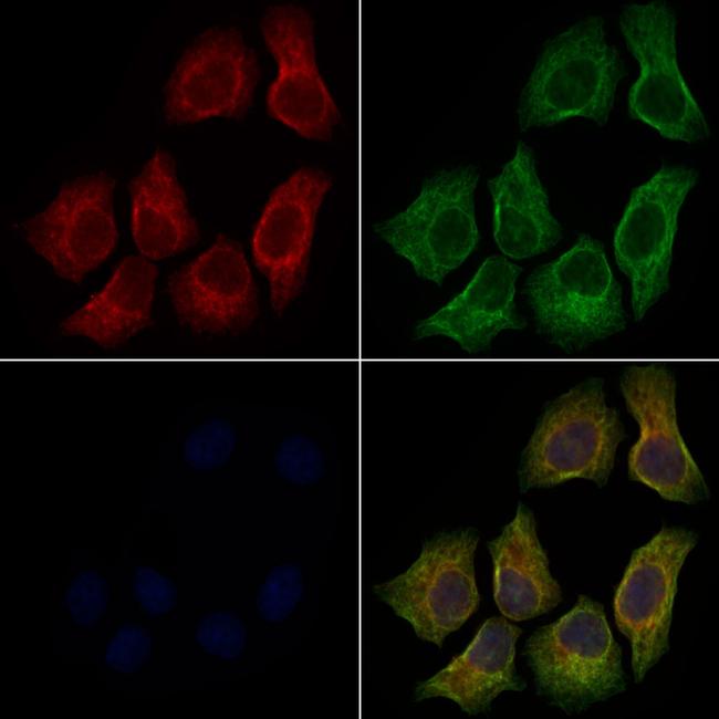 WNT9B Antibody in Immunocytochemistry (ICC/IF)