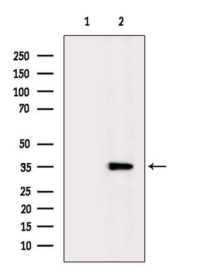 XRCC4 Antibody in Western Blot (WB)