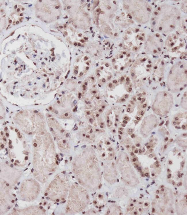 SIM1 Antibody in Immunohistochemistry (Paraffin) (IHC (P))