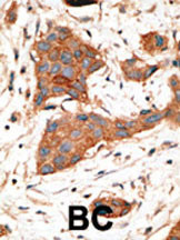 Connexin 46 Antibody in Immunohistochemistry (Paraffin) (IHC (P))