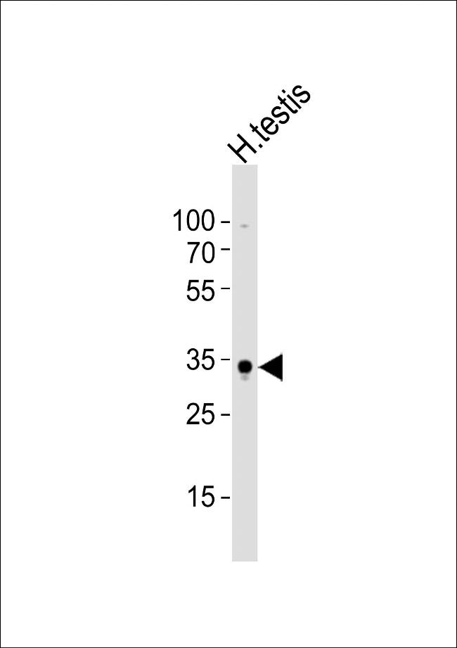 SOX15 Antibody in Western Blot (WB)