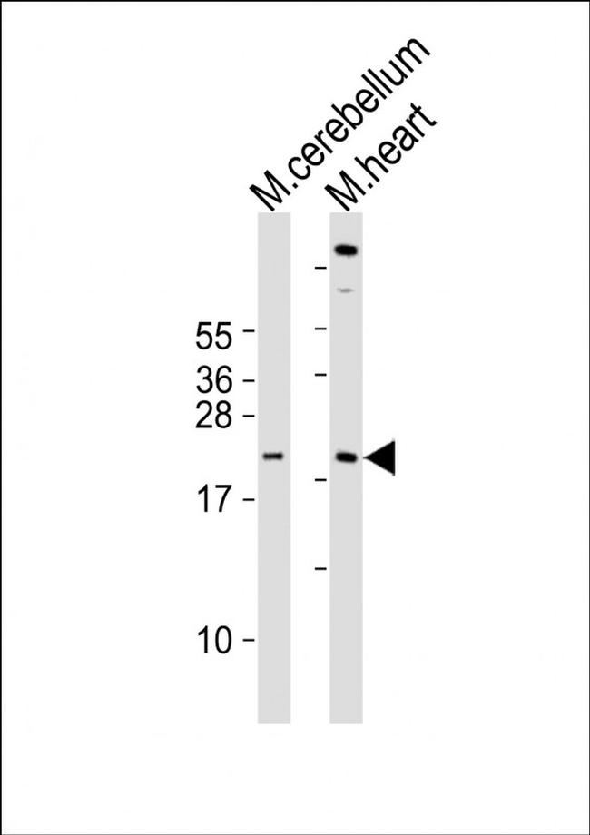 SCXA Antibody in Western Blot (WB)