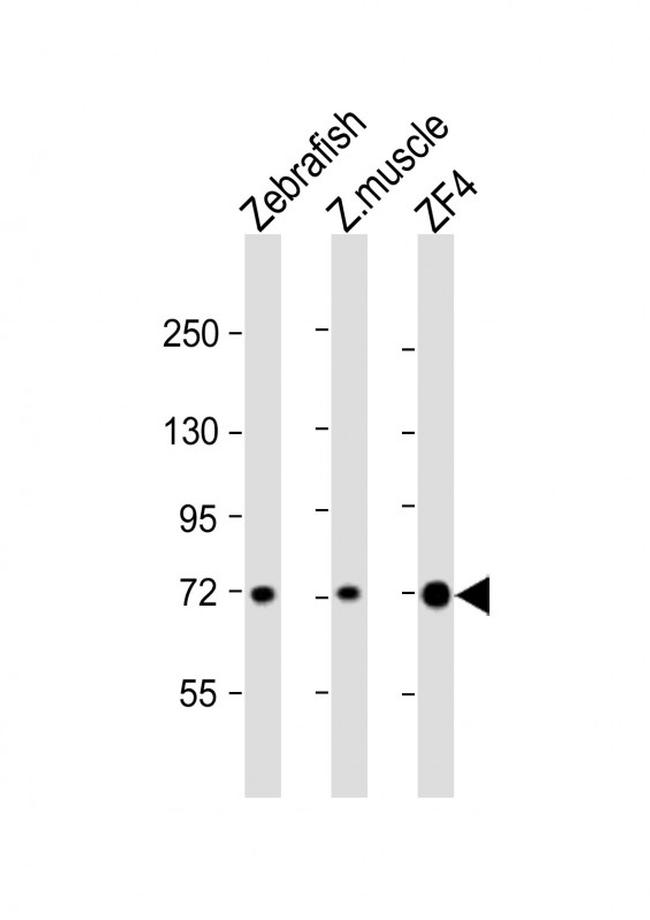 HSC70 Antibody in Western Blot (WB)