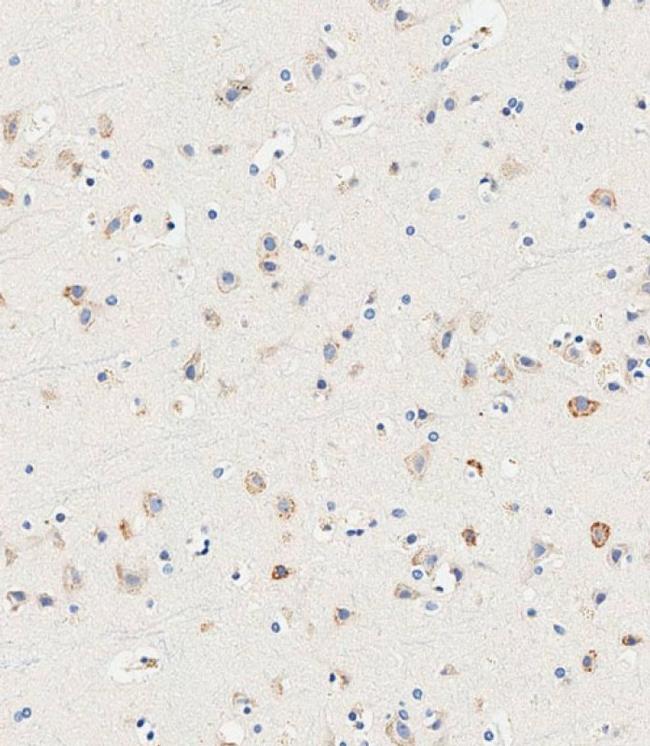 UT-A1 Antibody in Immunohistochemistry (Paraffin) (IHC (P))