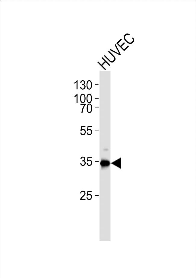 GAPDH Antibody in Western Blot (WB)