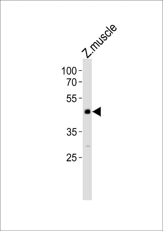 JNK1 Antibody in Western Blot (WB)