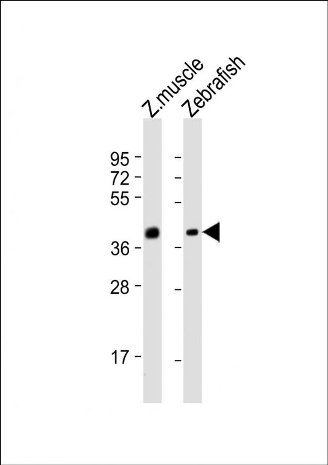 ENG2B Antibody in Western Blot (WB)