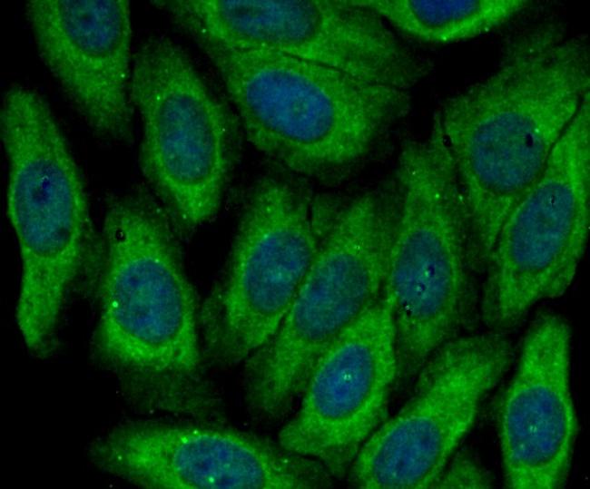 MGST1 Antibody in Immunocytochemistry (ICC/IF)