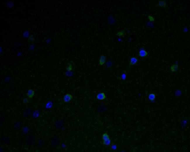 GABRA5 Antibody in Immunohistochemistry (Paraffin) (IHC (P))