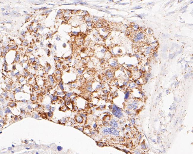 GluD1 Antibody in Immunohistochemistry (Paraffin) (IHC (P))