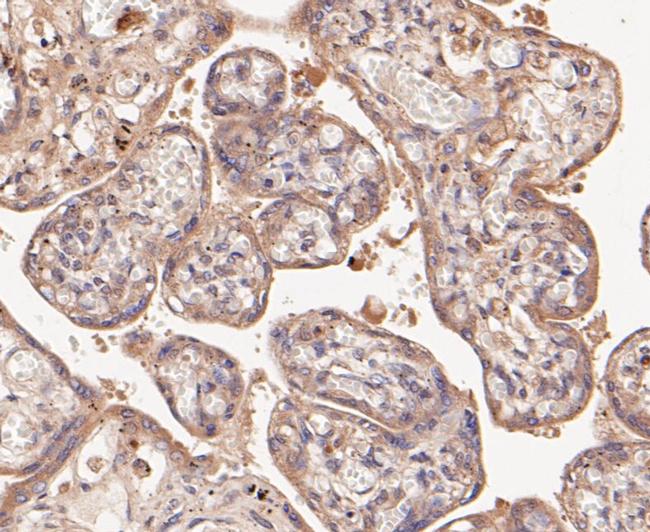 ATG4A Antibody in Immunohistochemistry (Paraffin) (IHC (P))