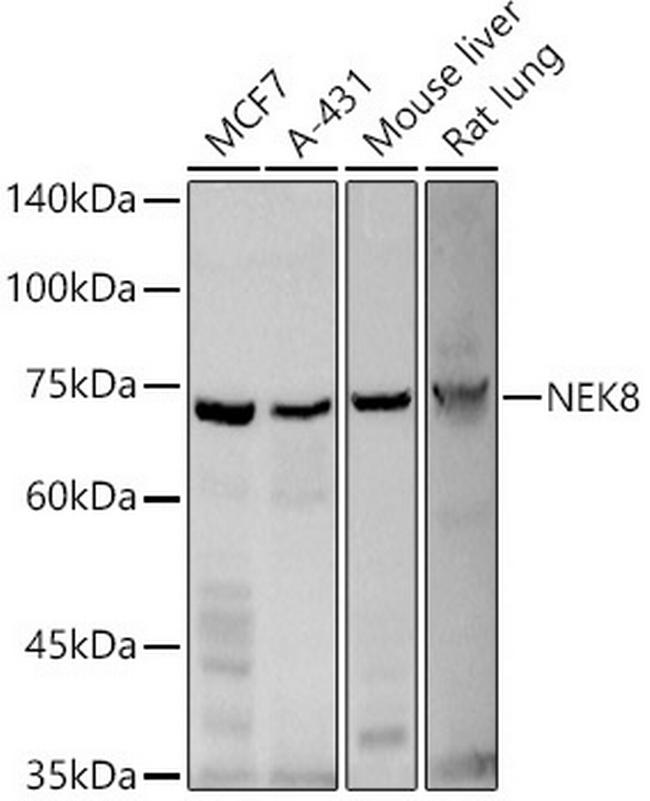 NEK8 Antibody in Western Blot (WB)