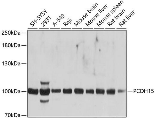 PCDH15 Antibody in Western Blot (WB)