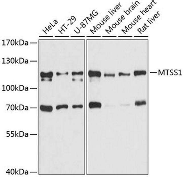 MTSS1 Antibody in Western Blot (WB)