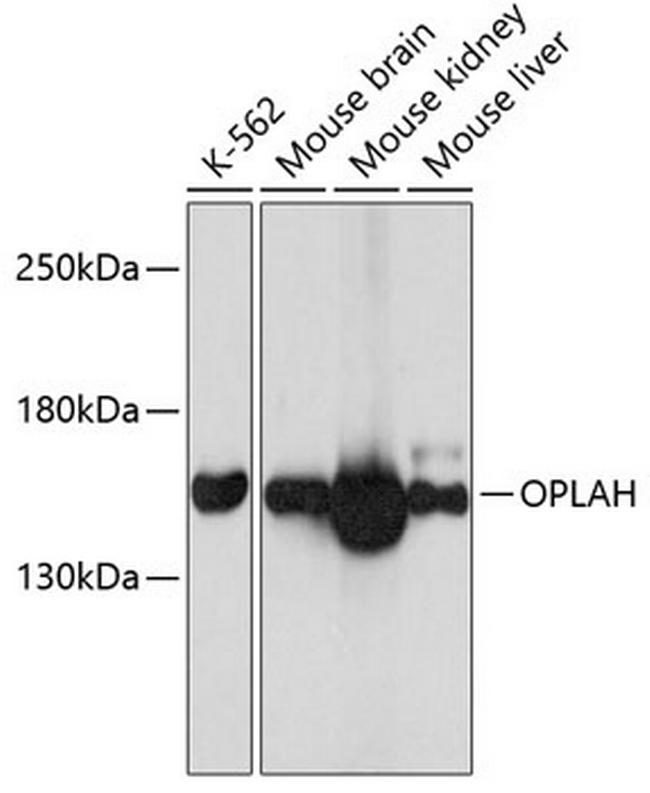 OPLAH Antibody in Western Blot (WB)