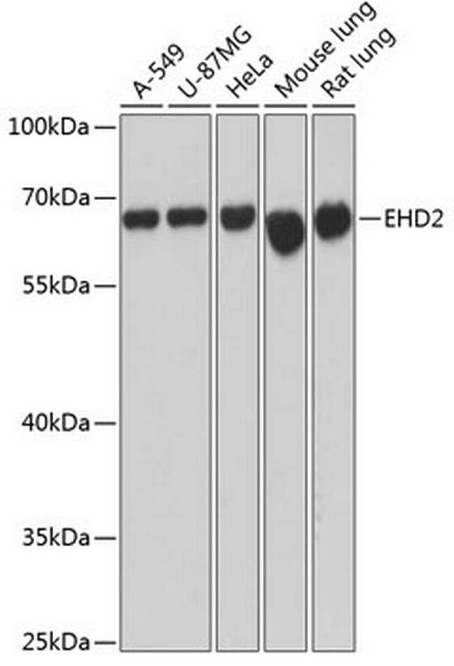 EHD2 Antibody in Western Blot (WB)