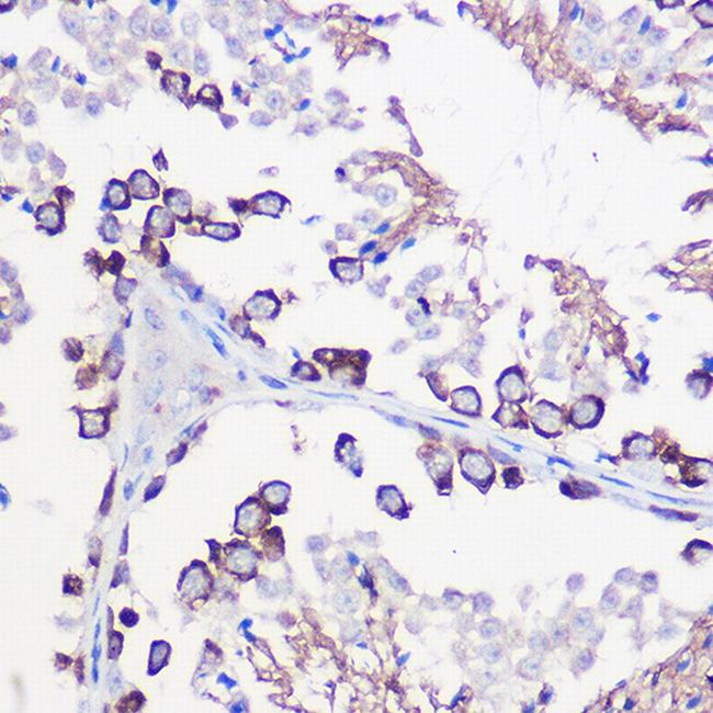 DAZL Antibody in Immunohistochemistry (Paraffin) (IHC (P))