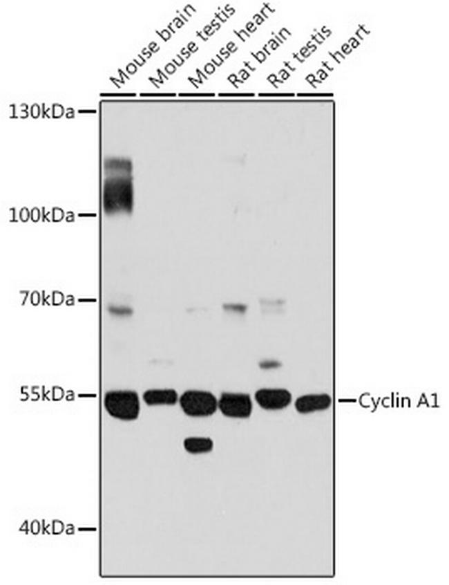 Cyclin A1 Antibody in Western Blot (WB)