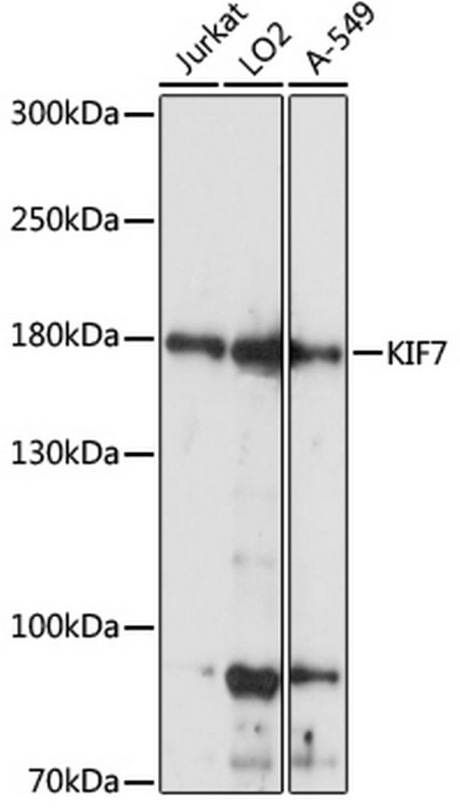 KIF7 Antibody in Western Blot (WB)