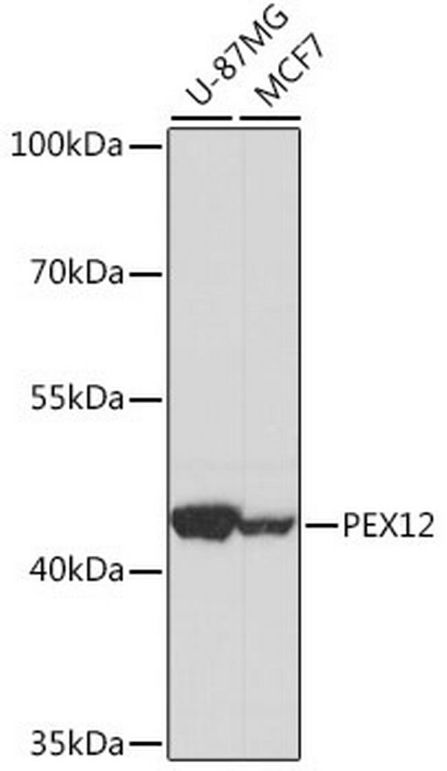 PEX12 Antibody in Western Blot (WB)